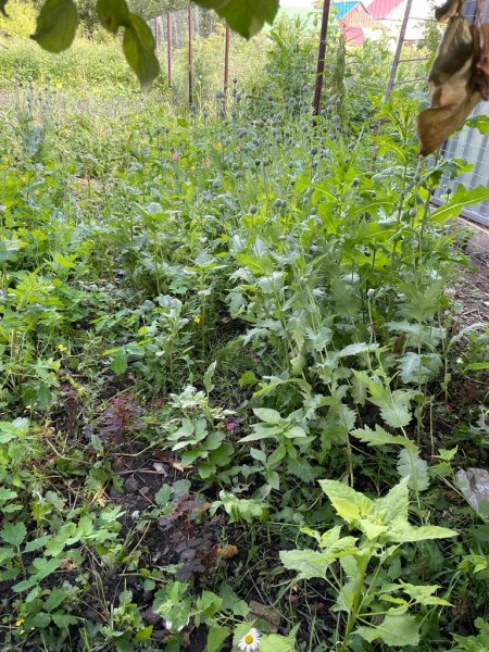 В Усманском районе выявлен факт культивирования наркосодержащих растений